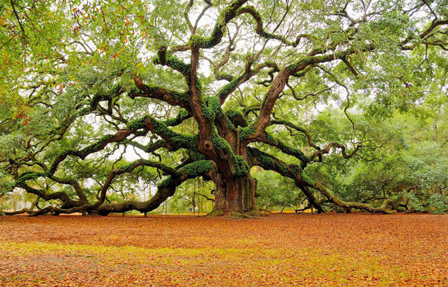 Beautiful-Tree-Photography-15