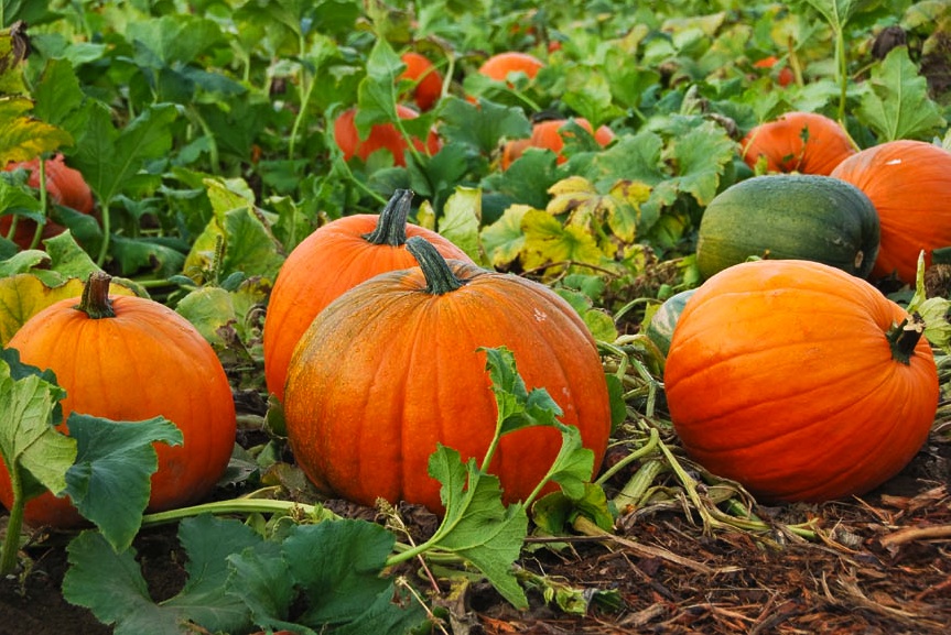 Elemental Magic of the Pumpkin Gourd