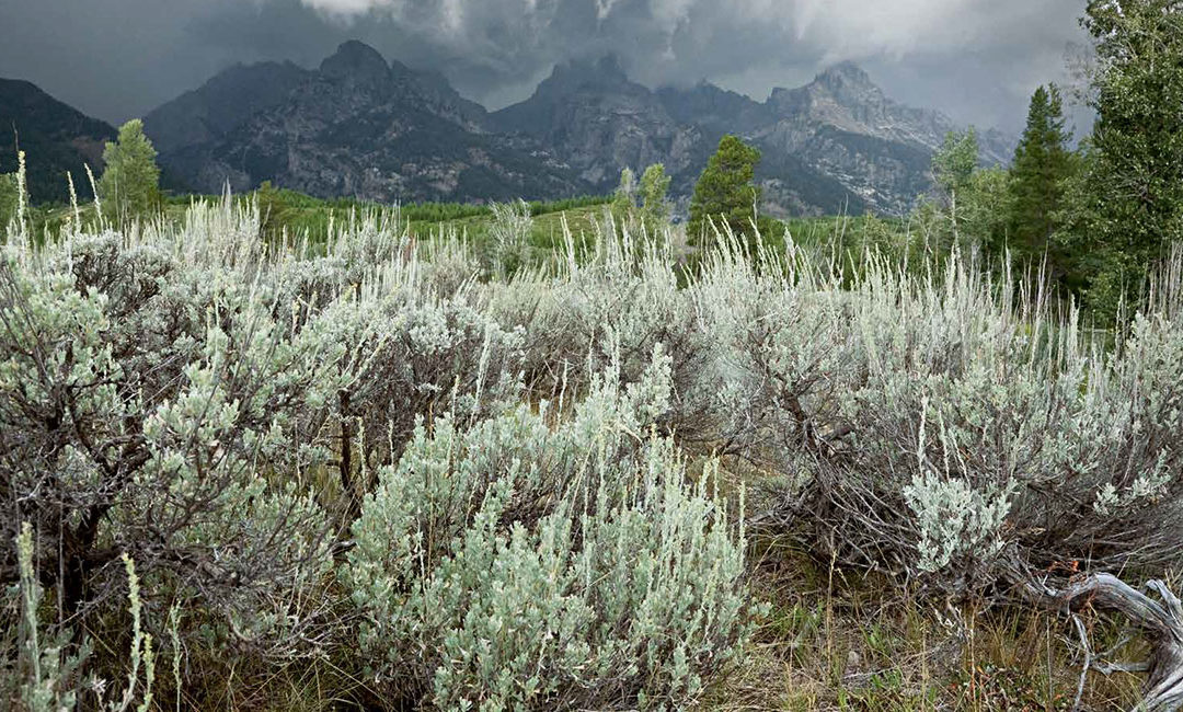 Magic of the Artemisia Plant