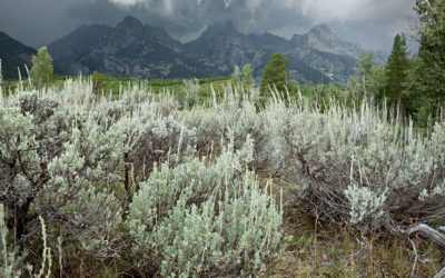 Magic of the Artemisia Plant