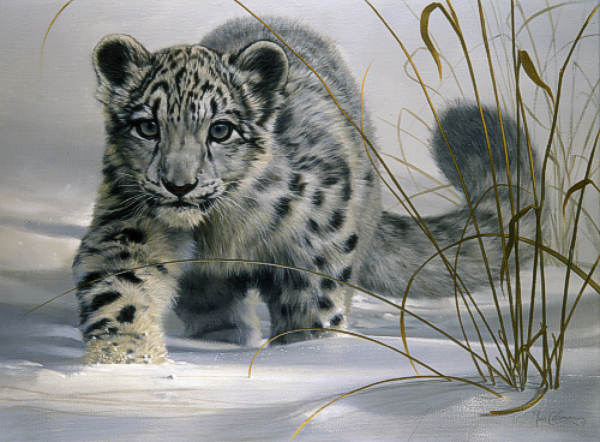 snow-leopard-5